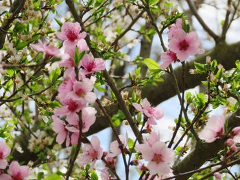 Close-up of pink cherry blossoms in spring