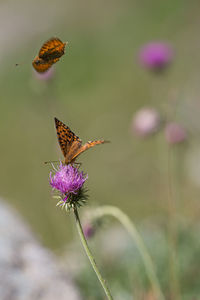 Close-up of butterfly on purple flower