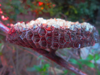 Close-up of plant against blurred background