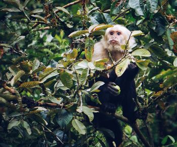 White-headed capuchin sitting on tree branch