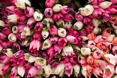 High angle view of pink tulips