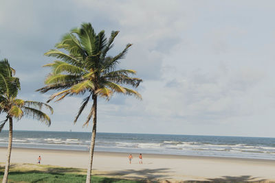 Palm tree on beach against sky