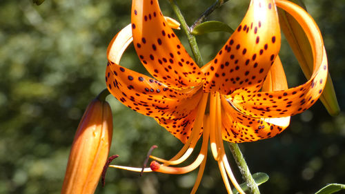 Close-up of butterfly on orange lily