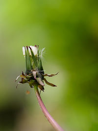 Close-up of flower bud