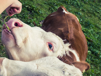 Close-up of hand feeding