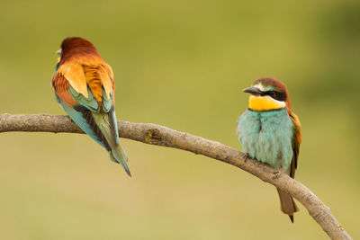 Close-up of bird perching on branch