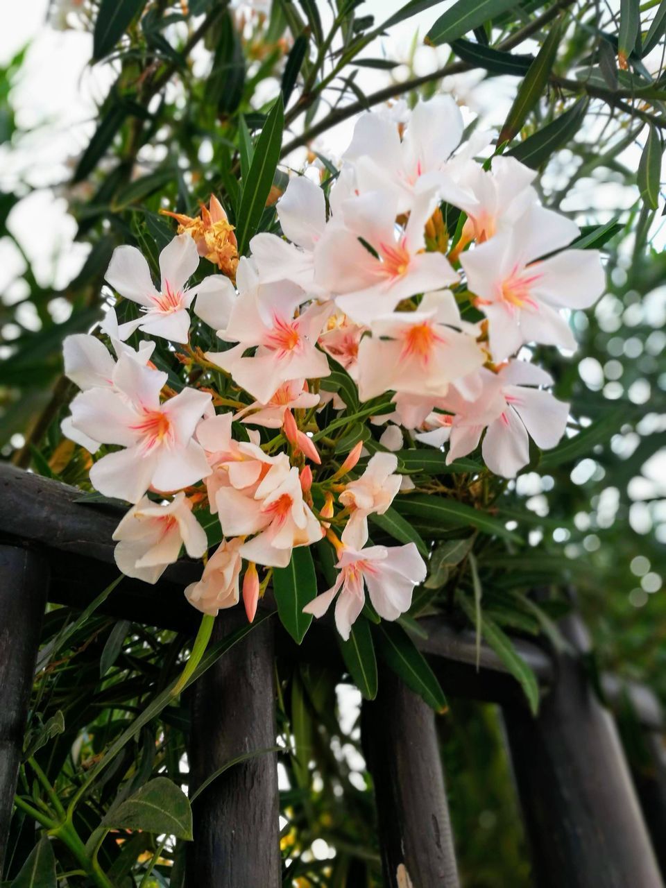 CLOSE-UP OF WHITE FLOWERING PLANT