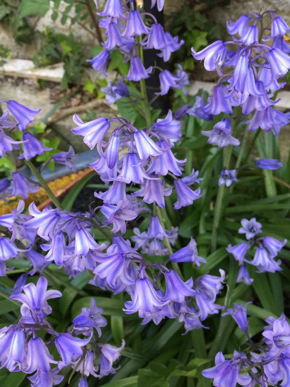 flower, freshness, purple, nature, beauty in nature, growth, fragility, petal, plant, outdoors, day, close-up, blooming, flower head, leaf, no people