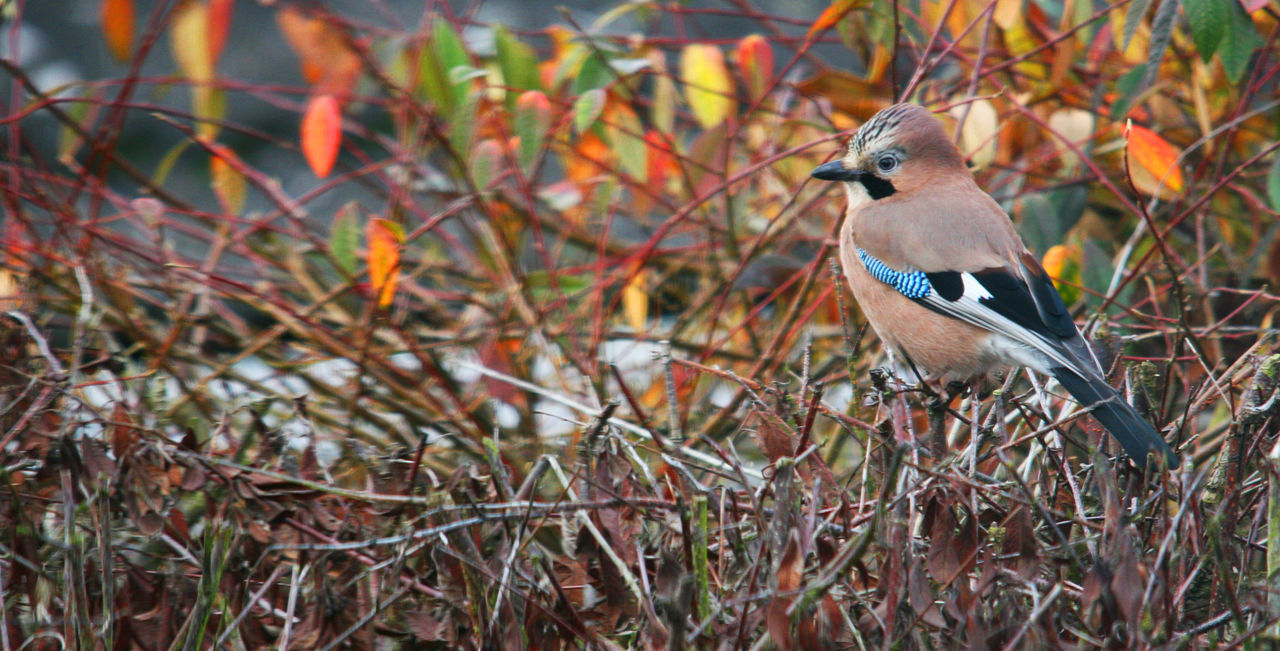 Jay on hedge