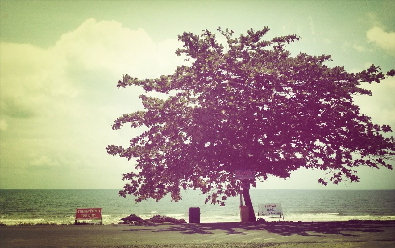 sea, horizon over water, sky, tree, tranquility, tranquil scene, water, scenics, beach, beauty in nature, nature, cloud - sky, growth, shore, branch, cloud, idyllic, tree trunk, cloudy, single tree