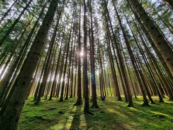 Low angle view of trees in forest