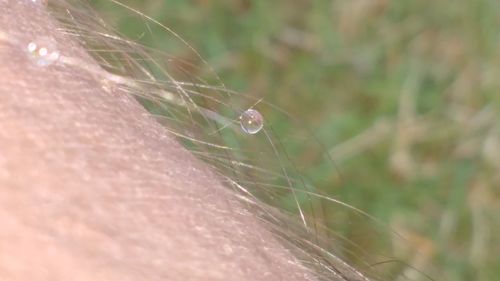 Dew drops on spider web