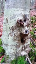 Close-up of dog on tree trunk