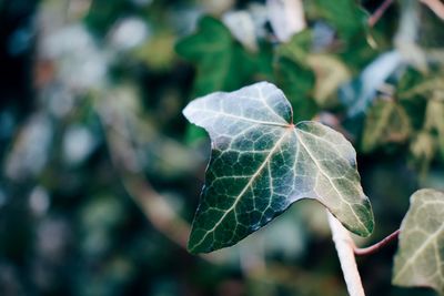 Close-up of leaf