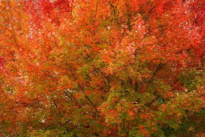 Full frame shot of maple tree
