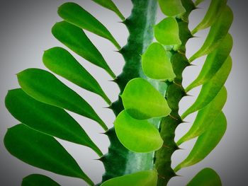 Close-up of fresh green plant leaves