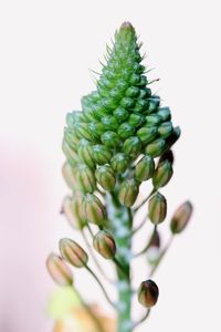 Close-up of plant against white background