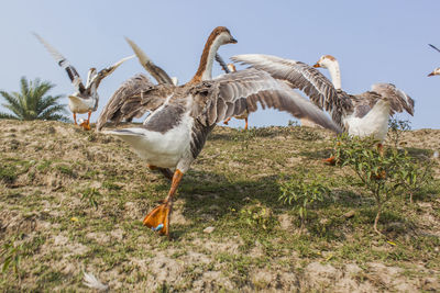 Seagull flying over a field