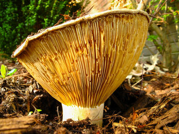 Close-up of mushroom growing on field