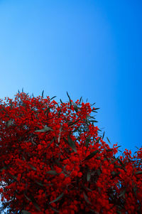 Low angle view of red flowering plant against blue sky
