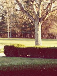 Trees in grass