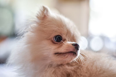 Close-up of a dog looking away