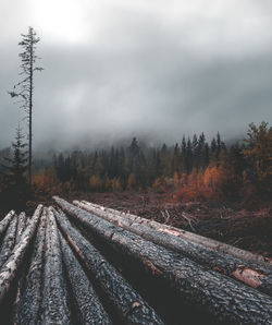 Railroad tracks in forest against sky