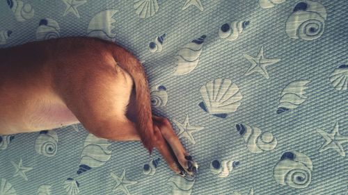 High angle view of dog sleeping on carpet