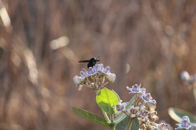 Close-up of bee on flowers