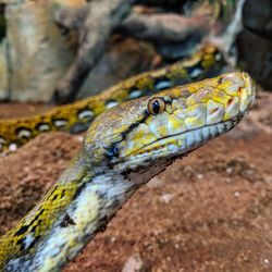 Close-up of lizard