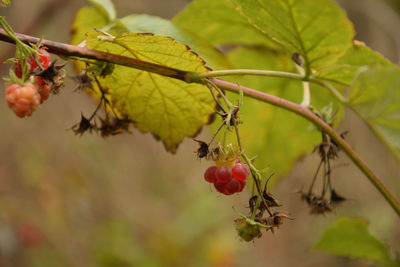 Close-up of red berries growing on tree