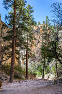 Low angle view of trees in forest against sky