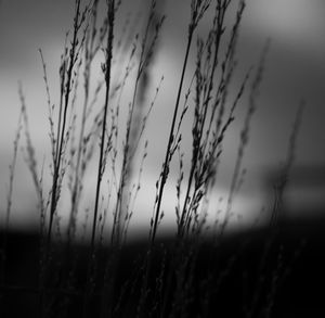 Close-up of stalks against sunset