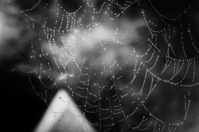 Close-up of wet spider web