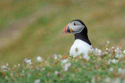 Atlantic puffin - fratercula arctica on skomer island