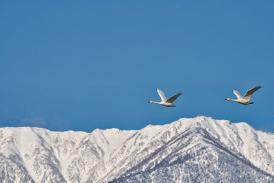 Seagull flying over snowcapped mountains against clear blue sky