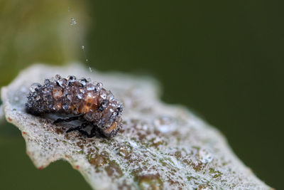 Close-up of misty ladybird on a leaf