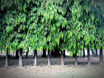 Trees on field