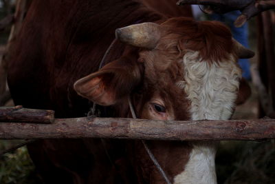 Close-up of cow