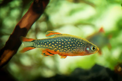 Close-up of fish swimming in sea