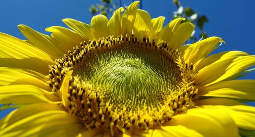 Macro shot of yellow flower