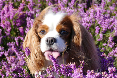 Close-up of a dog