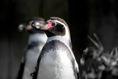 Close-up of a penguin