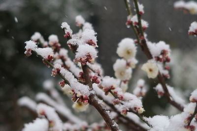 Close-up of cherry blossom during winter