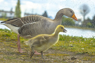 Close-up of birds in water