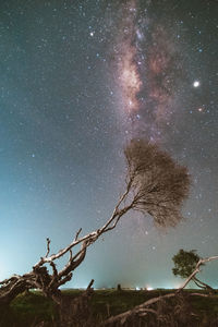 Low angle view of tree against sky at night