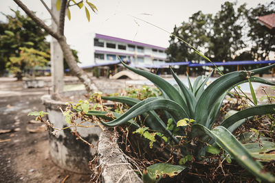 Close-up of plants growing against sky