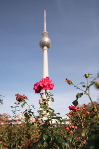 Low angle view of flowering plant against sky