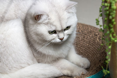 cat