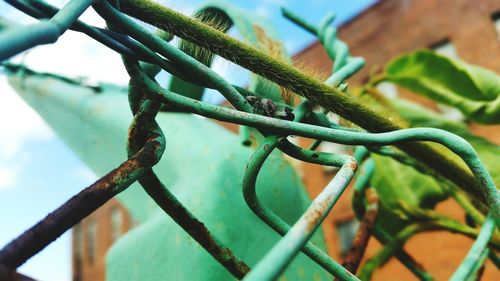 Close up of plant against blurred background